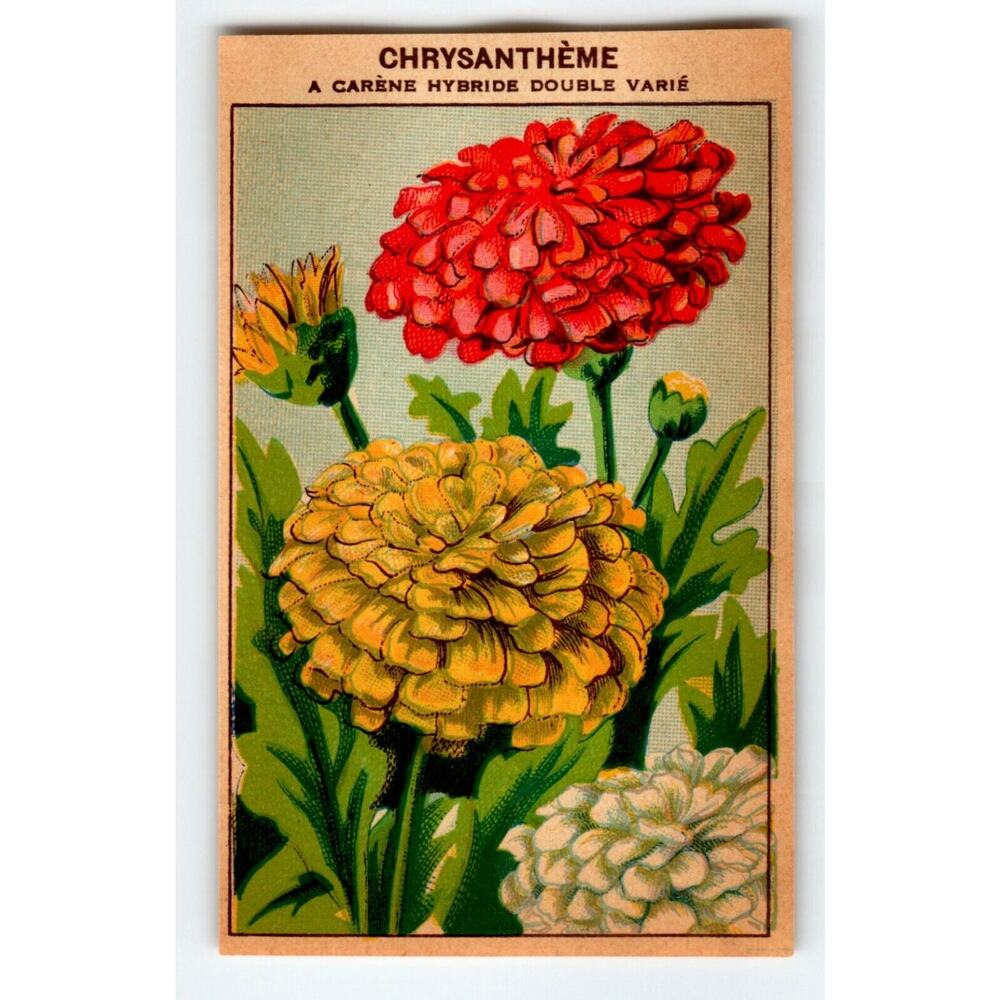 1920's Flower Art Print CHRYSANTHEME Lithograph Original Vintage For Seed Pack